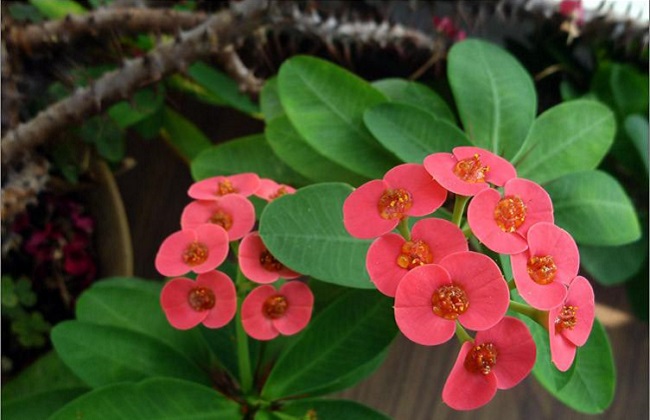 家中阳台客厅最好养的植物有哪些？适合新手种的花卉家庭盆栽推荐