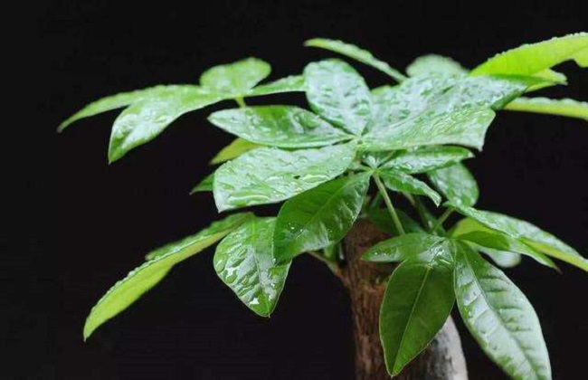 常见盆栽绿植冬天死亡原因分析及冬季盆栽的养护方法