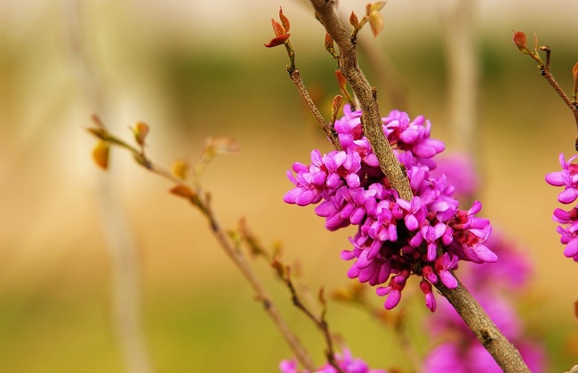 紫荆花什么时候开花？控制花期如何使紫荆在元旦开花？