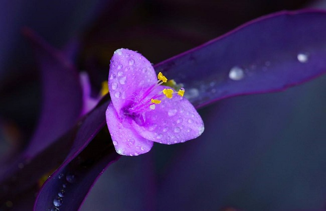 紫竹梅的水培方法