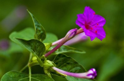 紫茉莉的养殖方法和注意事项