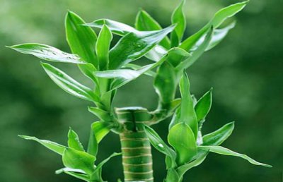 富贵竹的养殖方法和注意事项：富贵竹怎么养才能更旺盛