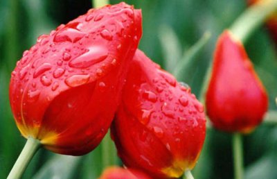 郁金香的养殖方法和注意事项，以及郁金香不开花的原因