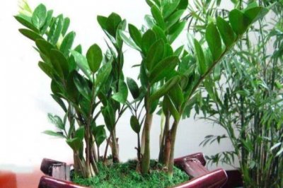 新房子适合放什么绿植？吸收甲醛的室内植物有哪些？