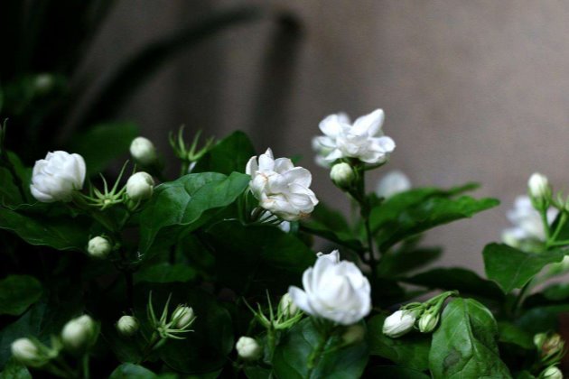 什么花香最持久又适合室内养 适合家养的带香味的漂亮花卉绿植 花儿谷