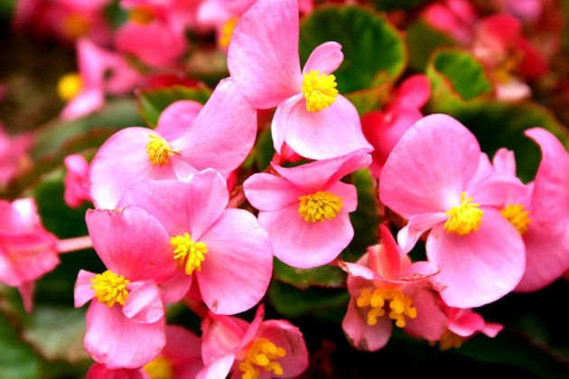 四季海棠花的扦插方法图解 花儿谷